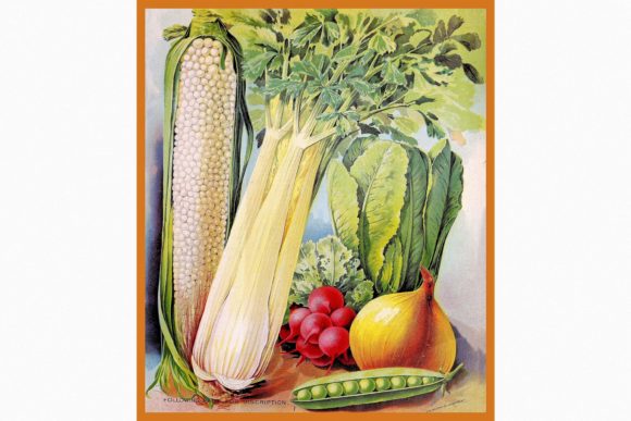Download Vintage Seed Catalog - Catalog Collection